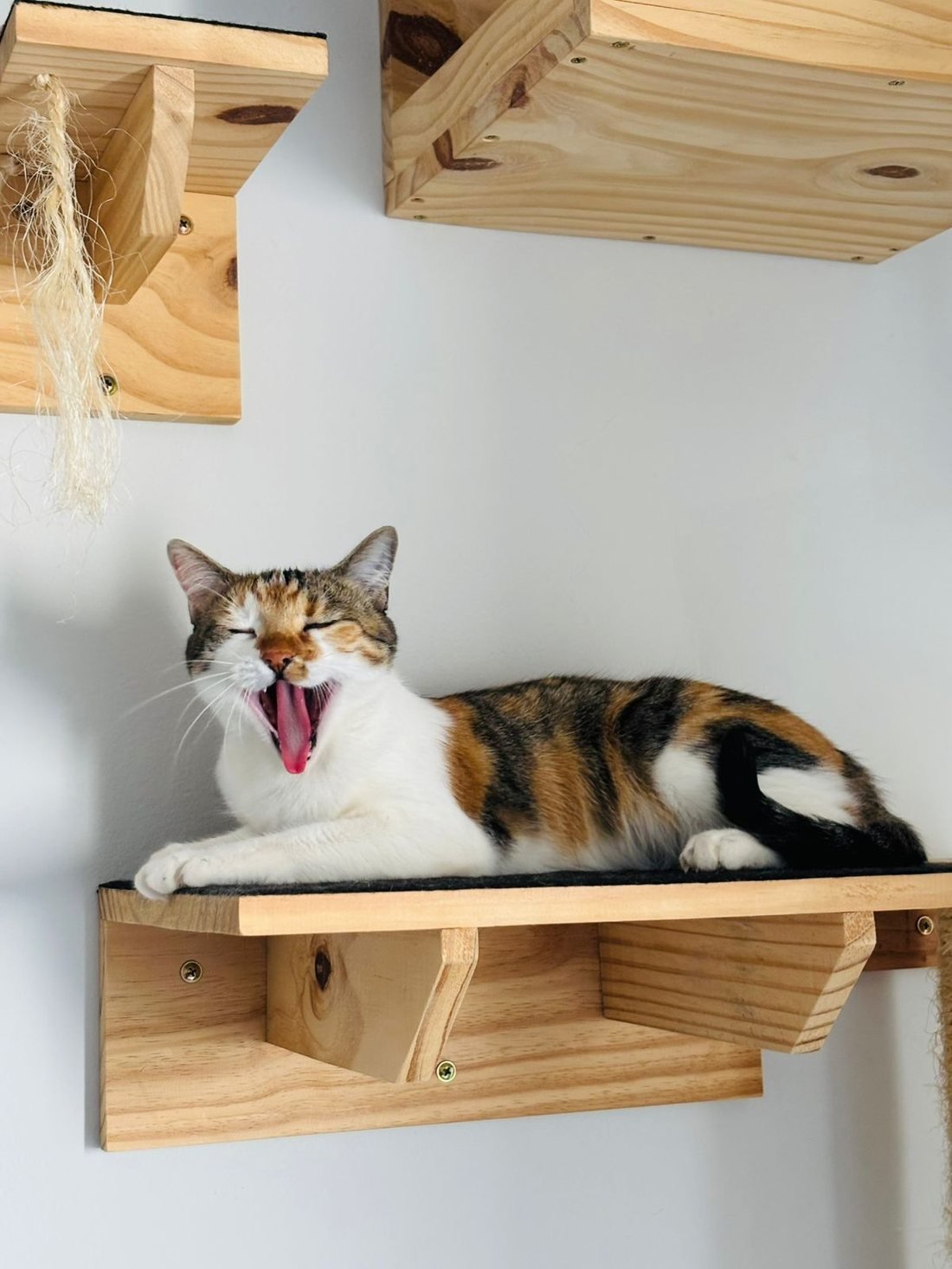 Gata tricolor bocejando sobre prateleira de madeira com carpete