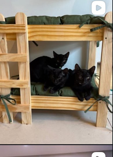 Gatinhos em beliche de madeira