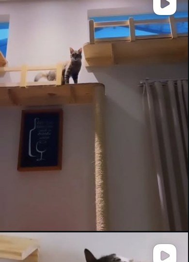 Gato em passarela elevada de madeira